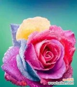 花开花谢 暧昧的花