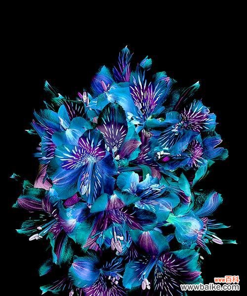 彩色花的含义是什么？它们在视觉艺术中有何特别之处？