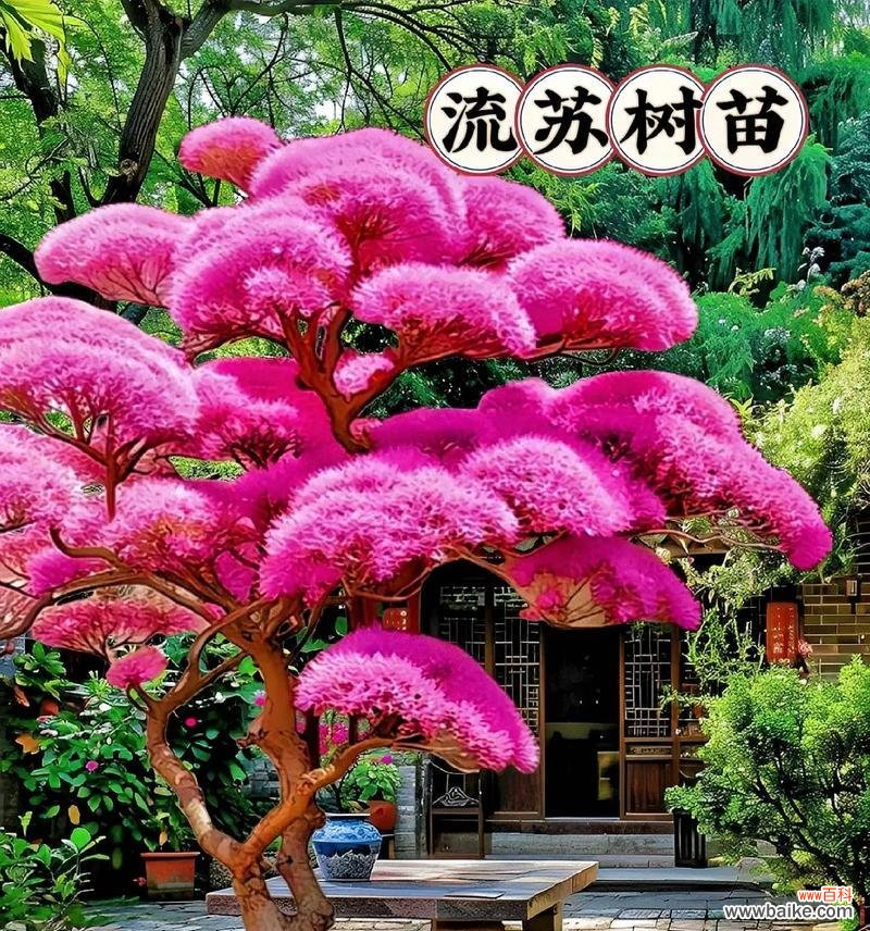 粉色流苏花的寓意是什么?粉色流苏花在装饰中的作用是什么?