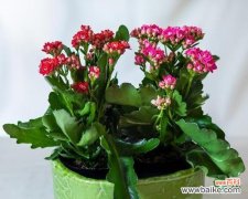 长寿花卉有哪些？它们各自代表什么？