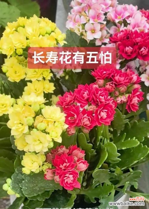 长寿花卉有哪些?它们各自代表什么?