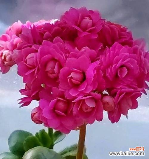 长寿花卉有哪些?它们各自代表什么?