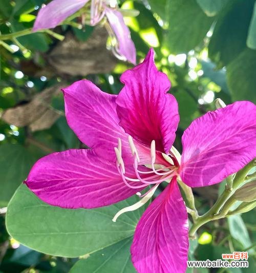 意外发现花朵的吉祥含义是什么?