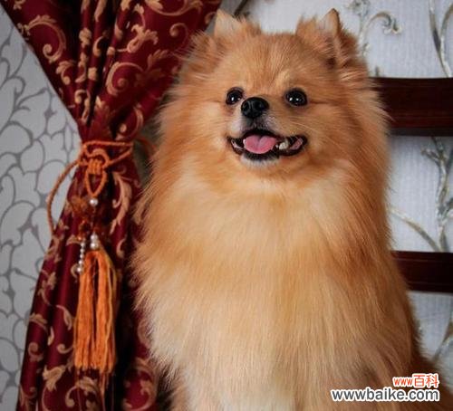 花象征忠义之犬有哪些?