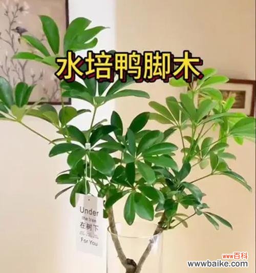 好养且寓意好的水培花有哪些?