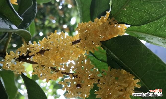 无情象征的花有哪些？