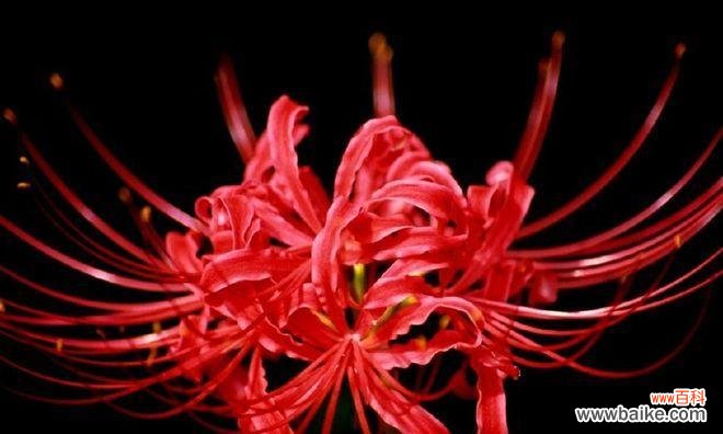 无情象征的花有哪些？