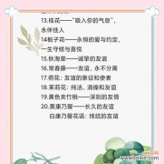背叛的花语代表什么？花卉与情感的复杂关系。