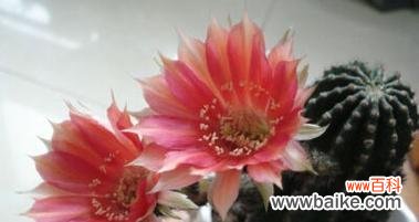 荆棘中花朵的深层含义是什么?