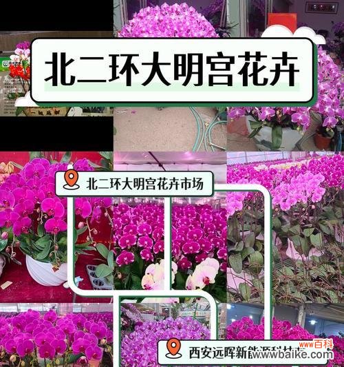 兰花的花语代表什么？在不同文化中的意义是什么？