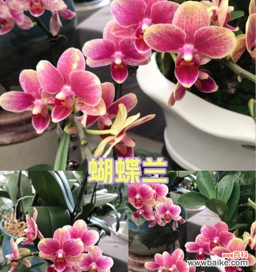 兰花的花语代表什么？在不同文化中的意义是什么？