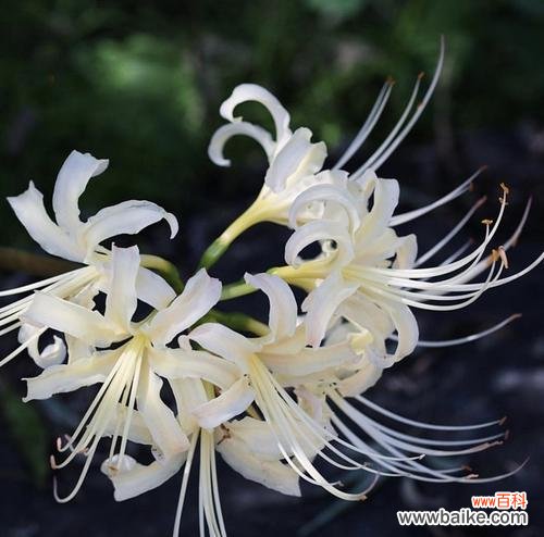 白色彼岸花象征着什么?