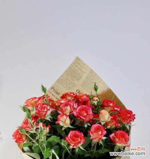 探索玫瑰花的16种不同含义与象征 玫瑰花的寓意与象征意义