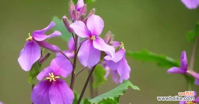 探寻那些代表单相思的花朵 单相思的花花语与寓意