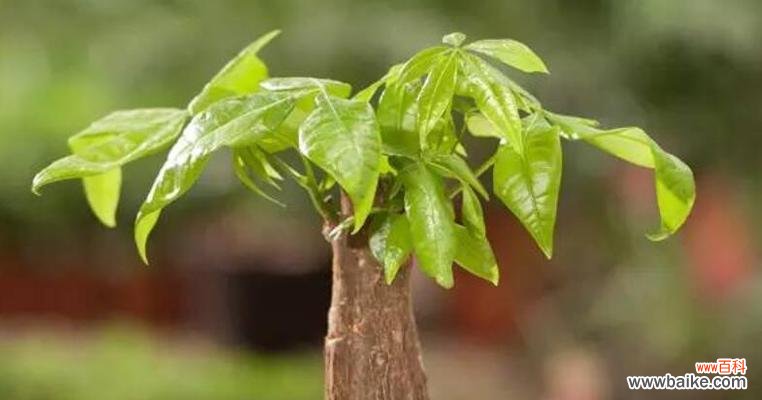 揭秘发财的花语 用花语传递财富之道