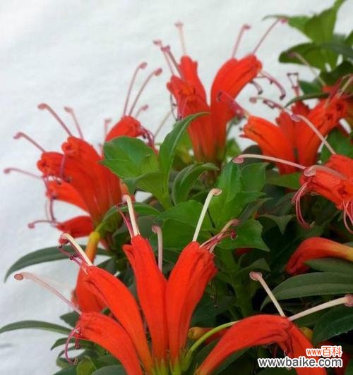 花语中的财富象征与寓意传承 寓意发财好运的花与传统文化的结合