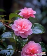 山茶花的花语有哪些？山茶花的寓意是什么？