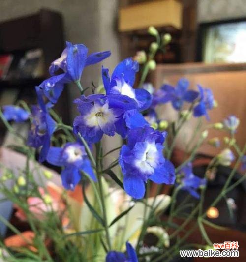 双蓝色的花象征着什么?双色花的寓意是什么?