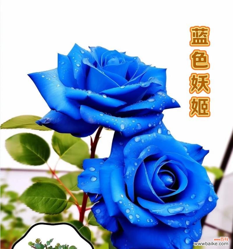 双蓝色的花象征着什么?双色花的寓意是什么?