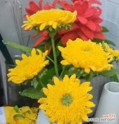 泰迪向日葵的花语是什么？泰迪向日葵的寓意有哪些？