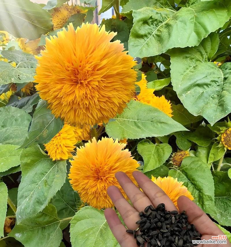 泰迪向日葵的花语是什么?泰迪向日葵的寓意有哪些?