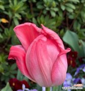 花朵飘散所代表的含义是什么？