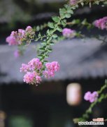 紫薇花戒指的象征意义是什么？