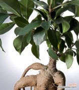 榕树花的含义和象征意义是什么？