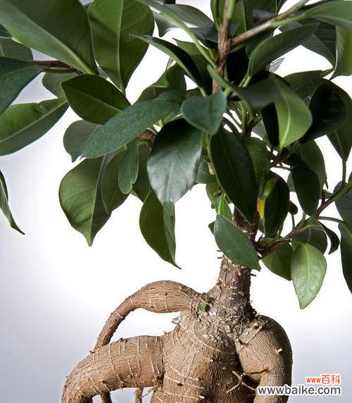 榕树花的含义和象征意义是什么?