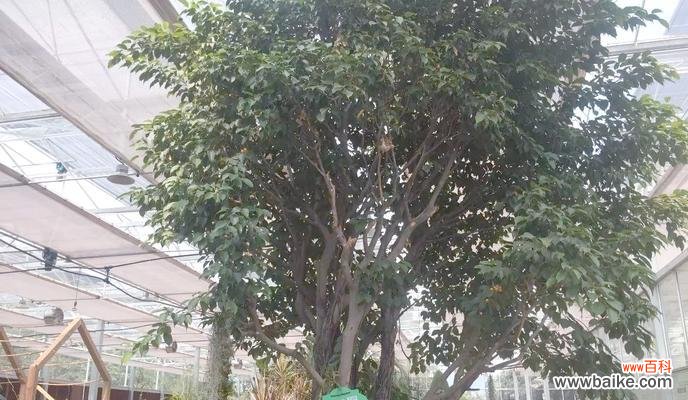 榕树花的含义和象征意义是什么?