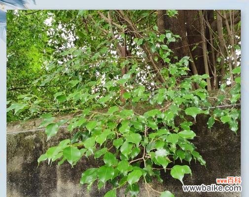 榕树花的含义和象征意义是什么?