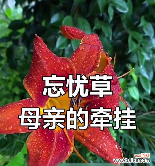 萱草花除了思念还有哪些含义？花语背后的故事是什么？