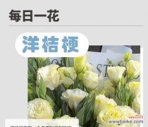 桔梗花的含义有哪些？