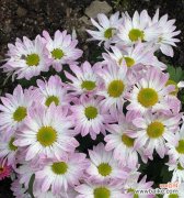 假花的寓意是什么意思？