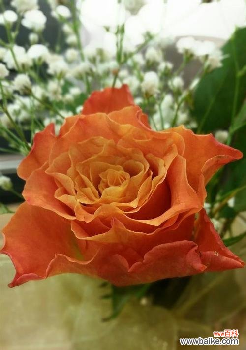 泡泡玫瑰花语是什么？泡泡玫瑰代表了哪些寓意？