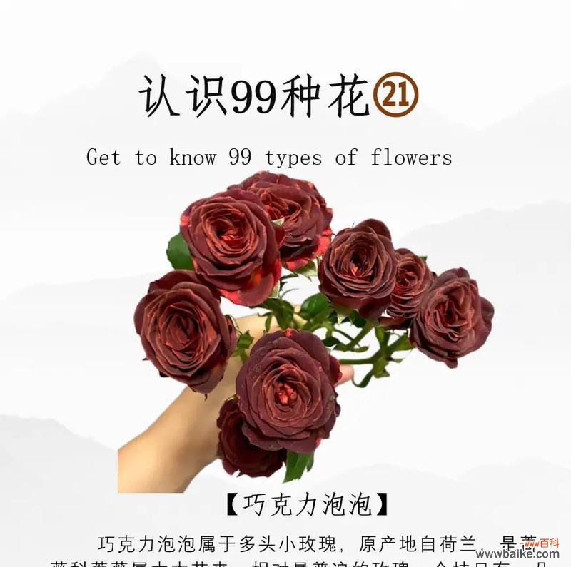 泡泡玫瑰花语是什么？泡泡玫瑰代表了哪些寓意？