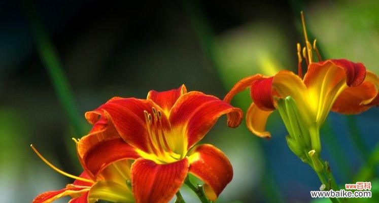 萱草花象征着什么？它在文学和艺术中有什么意义？