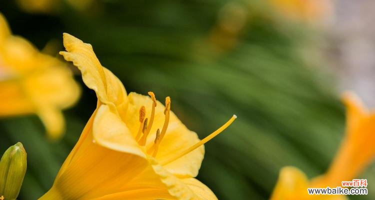 萱草花象征着什么？它在文学和艺术中有什么意义？