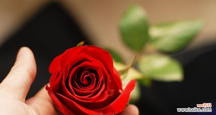 玫瑰花语之美丽的隐喻与心意 18朵玫瑰的象征意义与传说