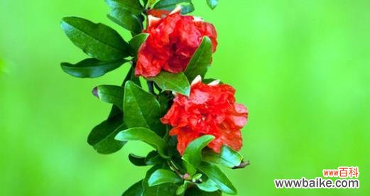 探寻恭喜的花语及其象征意义 送花表达恭喜的花语