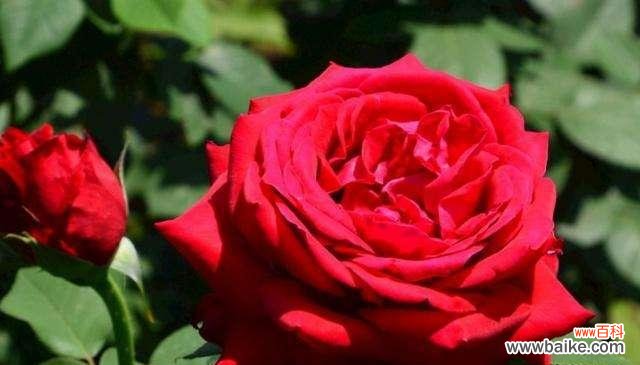 探寻花语中的好运符号 好运之花-揭示幸福之门的神秘密码