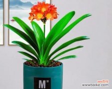 以吉祥的花为载体 花语中的吉祥之花