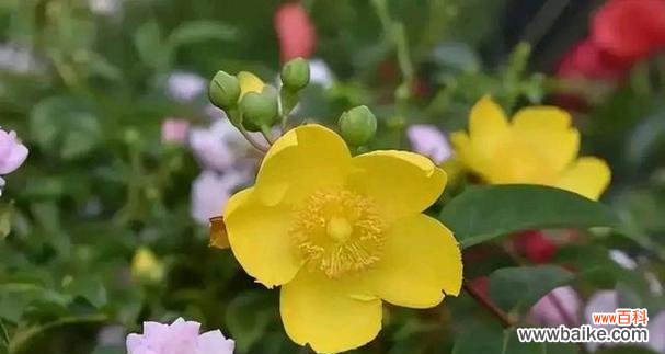 花开有时 坚持不懈的力量