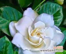 以花语传递健康的能量 健康的花