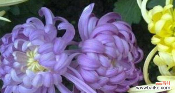 揭秘敬佩之花的花语 敬佩之花