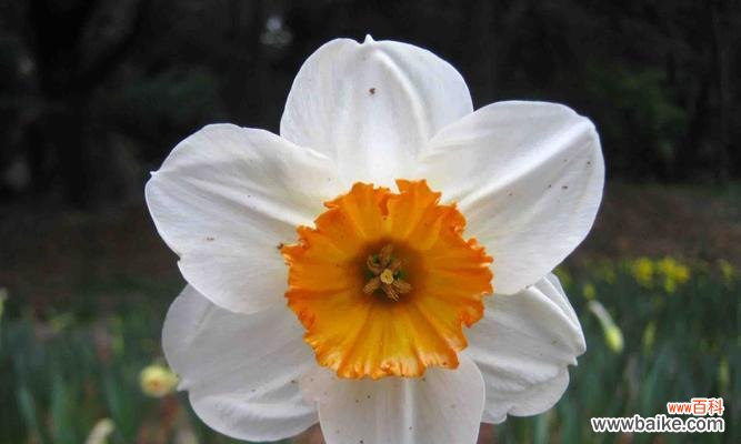 探索敬意花的花语和象征意义 以花语表达敬意——敬意的花