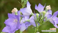 以花言莲花为代表的救赎 花语中的救赎之美