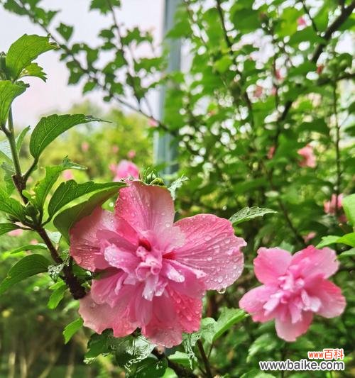 木槿花象征着什么?其花语背后的含义是什么?