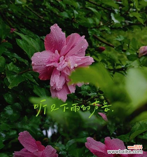 木槿花象征着什么?其花语背后的含义是什么?