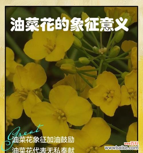 花的象征意义有哪些？花的象征意义代表什么？